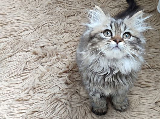 Teslime Hazır Mükemmel Bir Golden Long Hair Taby görsel
