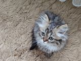 Teslime Hazır Mükemmel Bir Golden Long Hair Taby