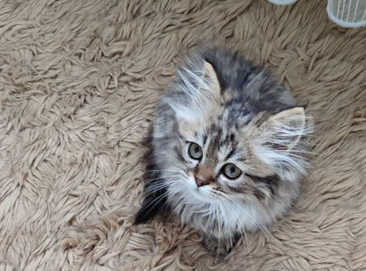Teslime Hazır Mükemmel Bir Golden Long Hair Taby görsel