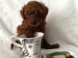 Efsane Poodle Bebekler