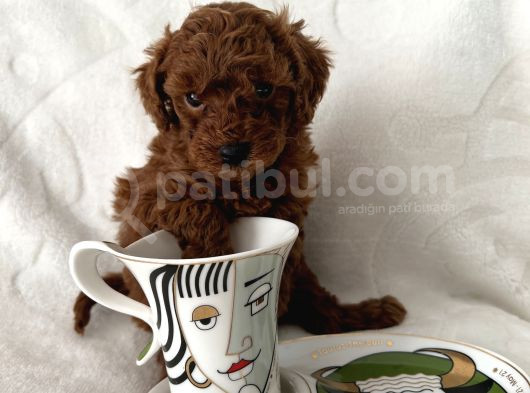 Efsane Poodle Bebekler görsel