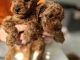 EFSANE POODLE BEBEKLER