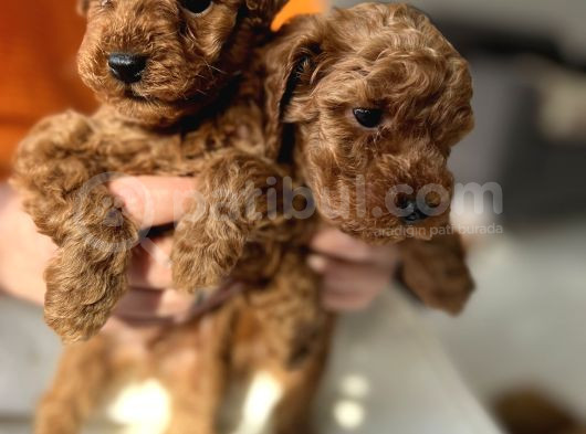 Efsane Poodle Bebekler