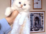 Scottish British Longhair Yavrular