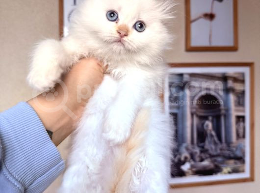 Scottish British Longhair Yavrular