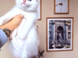 Bembeyaz Scottish Fold Yavru