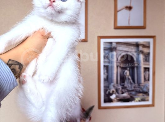 Bembeyaz Scottish Fold Yavru görsel