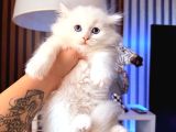 Scottish British Longhair Yavrular
