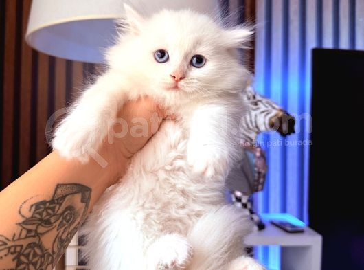 Scottish British Longhair Yavrular görsel