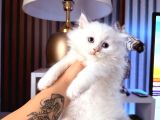 Scottish British Longhair Yavrular