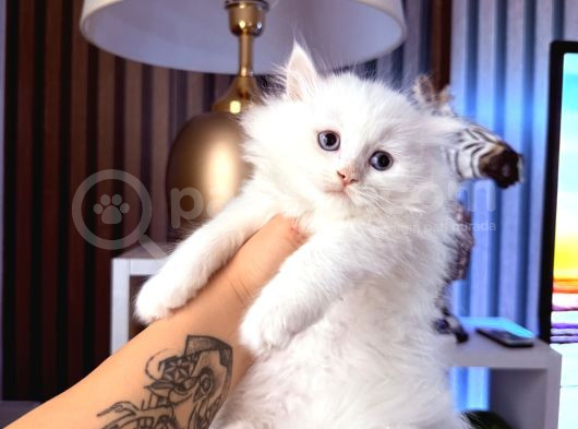 Scottish British Longhair Yavrular görsel