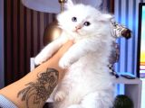Scottish British Longhair Yavrular