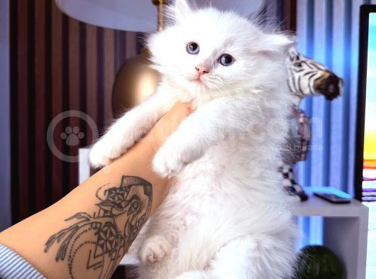 Scottish British Longhair Yavrular görsel