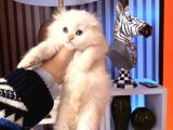 Scottish British Longhair Yavrular