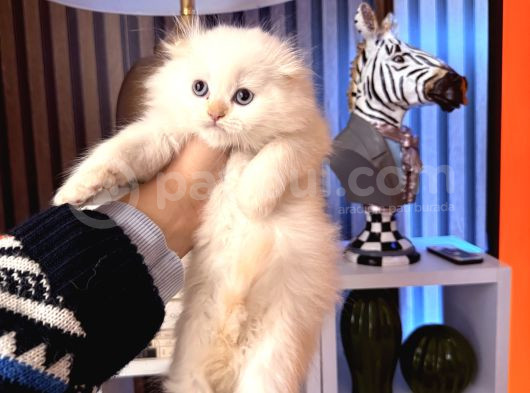 Scottish British Longhair Yavrular görsel
