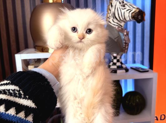 Scottish British Longhair Yavrular görsel