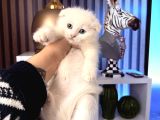 Bembeyaz Scottish Fold Yavru