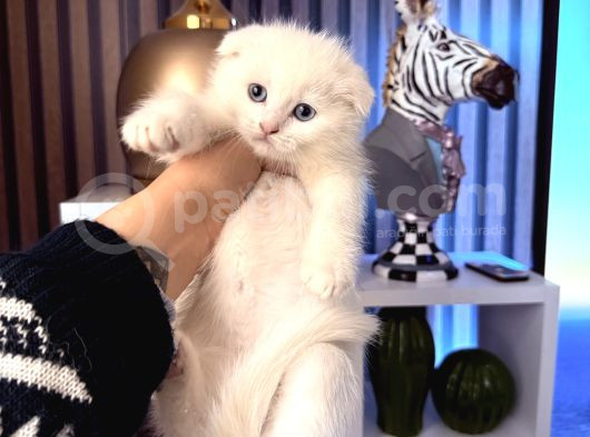 Bembeyaz Scottish Fold Yavru görsel