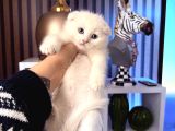 Bembeyaz Scottish Fold Yavru