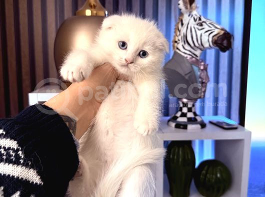 Bembeyaz Scottish Fold Yavru görsel