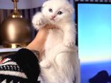 Bembeyaz Scottish Fold Yavru