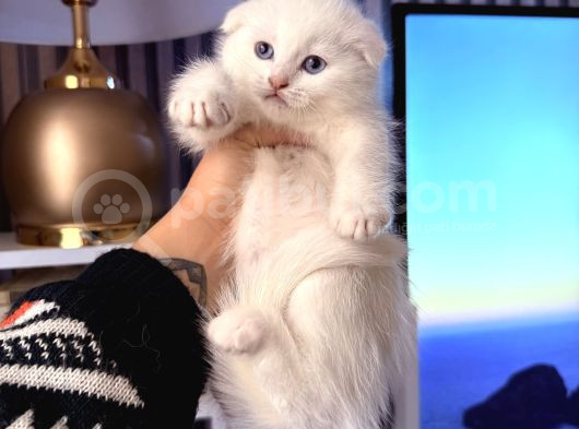 Bembeyaz Scottish Fold Yavru görsel