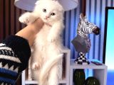 Bembeyaz Scottish Fold Yavru