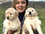 Efsane Bebek Yüzlü Golden Retriever Yavrularımız
