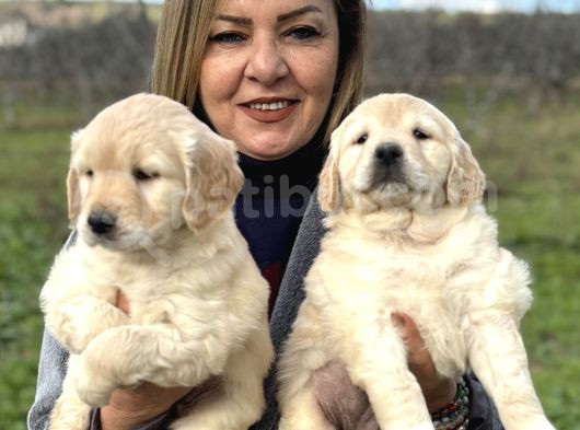 Efsane Bebek Yüzlü Golden Retriever Yavrularımız görsel