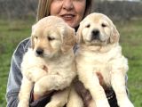 Efsane Bebek Yüzlü Golden Retriever Yavrularımız