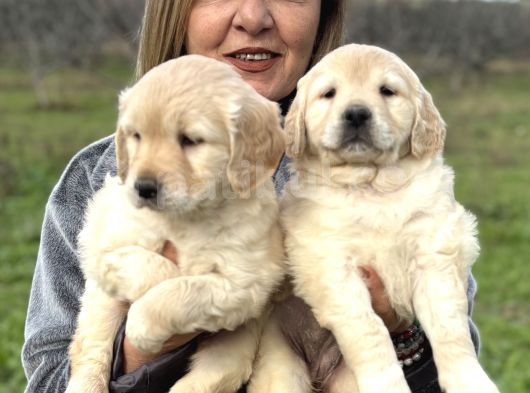 Efsane Bebek Yüzlü Golden Retriever Yavrularımız görsel