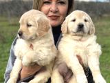 Efsane Bebek Yüzlü Golden Retriever Yavrularımız