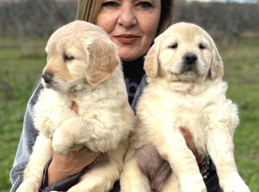 Efsane Bebek Yüzlü Golden Retriever Yavrularımız görsel