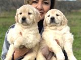 Efsane Bebek Yüzlü Golden Retriever Yavrularımız