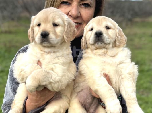 Efsane Bebek Yüzlü Golden Retriever Yavrularımız görsel