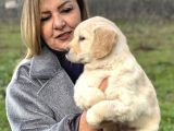 Efsane Bebek Yüzlü Golden Retriever Yavrularımız