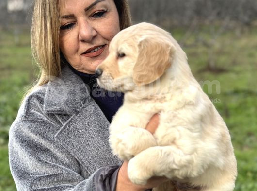 Efsane Bebek Yüzlü Golden Retriever Yavrularımız görsel