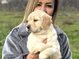 Efsane Bebek Yüzlü Golden Retriever Yavrularımız