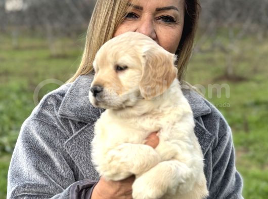 Efsane Bebek Yüzlü Golden Retriever Yavrularımız görsel
