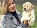 Efsane Bebek Yüzlü Golden Retriever Yavrularımız