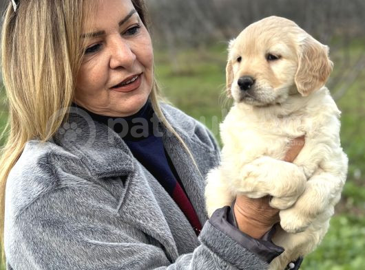 Efsane Bebek Yüzlü Golden Retriever Yavrularımız görsel