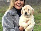 Efsane Bebek Yüzlü Golden Retriever Yavrularımız
