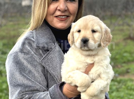 Efsane Bebek Yüzlü Golden Retriever Yavrularımız