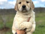 Efsane Bebek Yüzlü Golden Retriever Yavrularımız