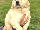 Efsane Bebek Yüzlü Golden Retriever Yavrularımız