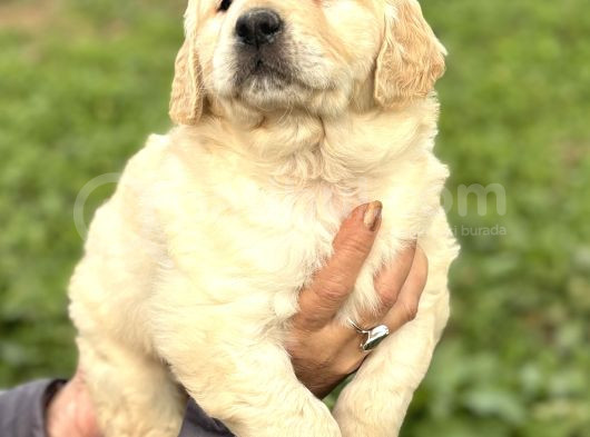 Efsane Bebek Yüzlü Golden Retriever Yavrularımız görsel