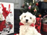 Orji̇nal Maltese Bebekler