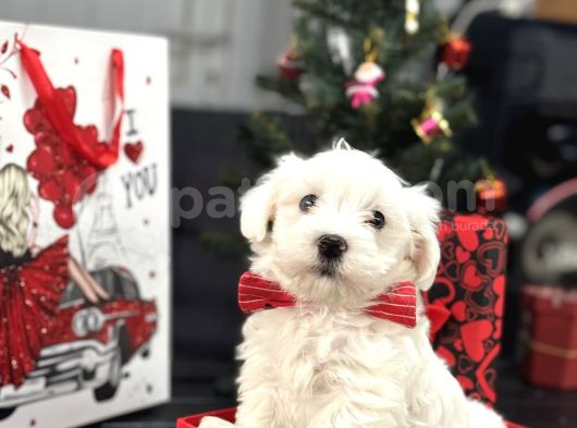 Orji̇nal Maltese Bebekler