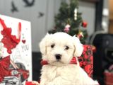 Orji̇nal Maltese Bebekler