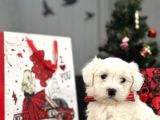 Orji̇nal Maltese Bebekler